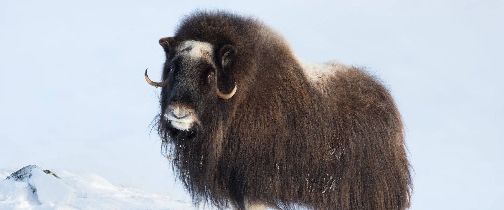 The Benefits of Eating Muskox: A Delicious and Nutritious Choice