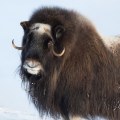 The Benefits of Eating Muskox: A Delicious and Nutritious Choice