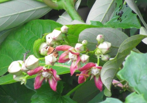 The Medicinal Benefits of Mondia Whitei